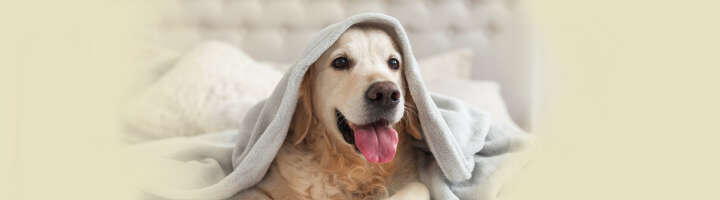 hundedecken kategorieeinstiegsbanner hundedecken kategorieeinstiegsbanner